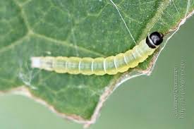 Attēlu rezultāti vaicājumam “Semioscopis steinkellneriana”