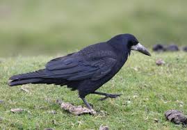 Attēlu rezultāti vaicājumam “Corvus frugilegus adult”