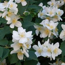 Attēlu rezultāti vaicājumam “Philadelphus coronarius leaf”