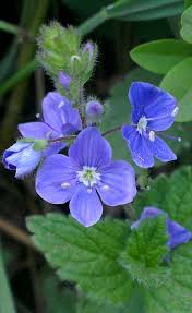 Attēlu rezultāti vaicājumam “Veronica chamaedrys bud”