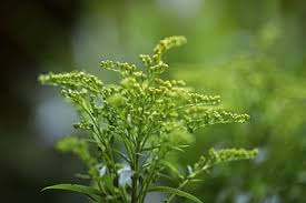 Attēlu rezultāti vaicājumam “Solidago virgaurea bud”