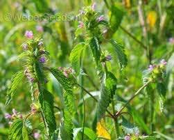 Attēlu rezultāti vaicājumam “Galeopsis tetrahit flower”