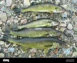 Image result for Sander vitreus