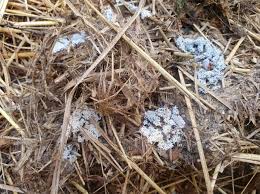 Attēlu rezultāti vaicājumam “Claustria didermoides spores”