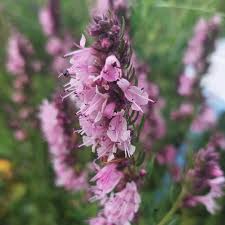 Attēlu rezultāti vaicājumam “Hyssopus officinalis flower”