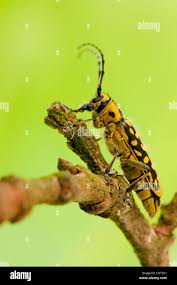 Attēlu rezultāti vaicājumam “Saperda scalaris”