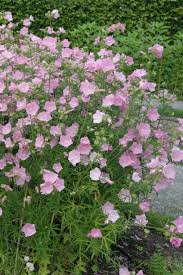 Image result for Malva alcea