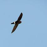 Image result for Apus pacificus