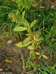 Attēlu rezultāti vaicājumam “Bidens tripartita flower”