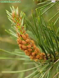 Attēlu rezultāti vaicājumam “Pinus sylvestris male flower”
