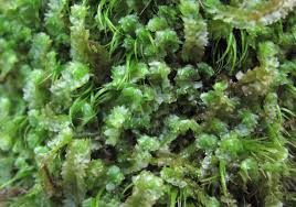 Attēlu rezultāti vaicājumam “Barbilophozia barbata”