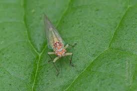 Attēlu rezultāti vaicājumam “Psylla alni”