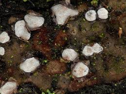 Attēlu rezultāti vaicājumam “Propolis farinosa”