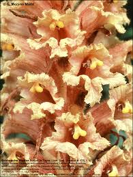 Attēlu rezultāti vaicājumam “Orobanche elatior flower”