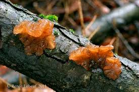 Attēlu rezultāti vaicājumam “Exidia saccharina”