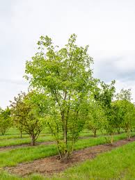 Attēlu rezultāti vaicājumam “Ulmus laevis fruit”