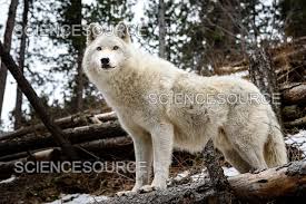 Attēlu rezultāti vaicājumam “Canis lupus”