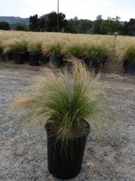 Attēlu rezultāti vaicājumam “Heyderia pusilla”