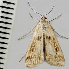 Attēlu rezultāti vaicājumam “Cataclysta lemnata”