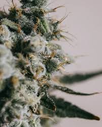 Attēlu rezultāti vaicājumam “Dactylorhiza russowii bud”