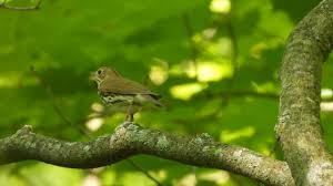 Image result for Seiurus aurocapilla