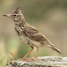 Image result for Galerida cristata