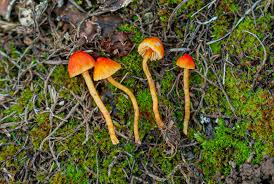 Attēlu rezultāti vaicājumam “Mucronella”