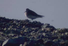 Image result for Calidris bairdii