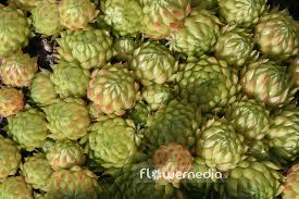 Attēlu rezultāti vaicājumam “Jovibarba globifera fruit”