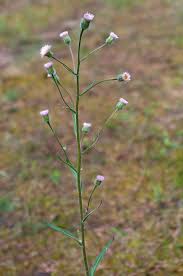 Attēlu rezultāti vaicājumam “Erigeron acris flower”