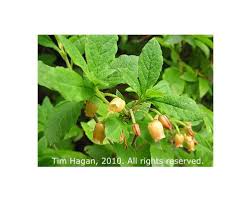 Attēlu rezultāti vaicājumam “Menziesia ferruginea”