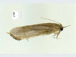 Attēlu rezultāti vaicājumam “Oecetis ochracea”