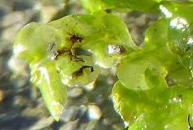 Attēlu rezultāti vaicājumam “Radula complanata sporophyte”