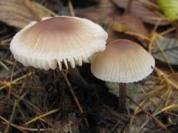 Attēlu rezultāti vaicājumam “Mycena zephirus”