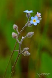 Image result for Vergissmeinnicht