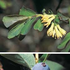 Attēlu rezultāti vaicājumam “Lonicera caerulea var. pallasii leaf”