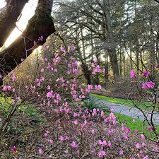 Attēlu rezultāti vaicājumam “Rhododendron sichotense”