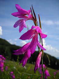 Attēlu rezultāti vaicājumam “Gladiolus imbricatus flower”
