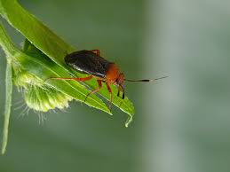 Attēlu rezultāti vaicājumam “Capsus ater”