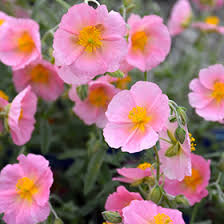 Attēlu rezultāti vaicājumam “Helianthemum nummularium”