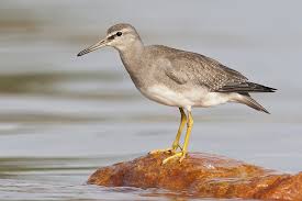 Image result for Tringa brevipes