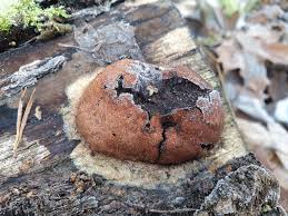 Attēlu rezultāti vaicājumam “Fuligo leviderma spores”