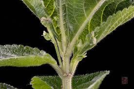 Attēlu rezultāti vaicājumam “Mercurialis perennis bud”