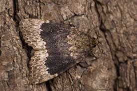 Attēlu rezultāti vaicājumam “Amphipyra perflua”