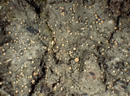 Attēlu rezultāti vaicājumam “Coenogonium pineti”