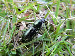 Attēlu rezultāti vaicājumam “Selatosomus aeneus”