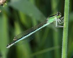 Attēlu rezultāti vaicājumam “Ischnura pumilio”