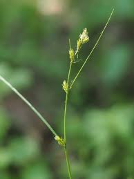Attēlu rezultāti vaicājumam “Carex remota”