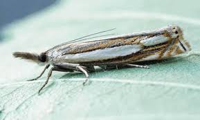 Attēlu rezultāti vaicājumam “Crambus heringiellus”