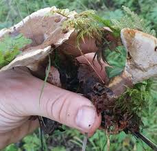 Attēlu rezultāti vaicājumam “Onnia triquetra”